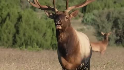 Nothing like a glunking Bull Elk! - #shorts #elk #wildanimals