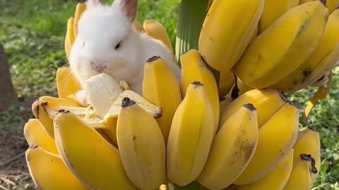 Rabbit Eating Bananas.
