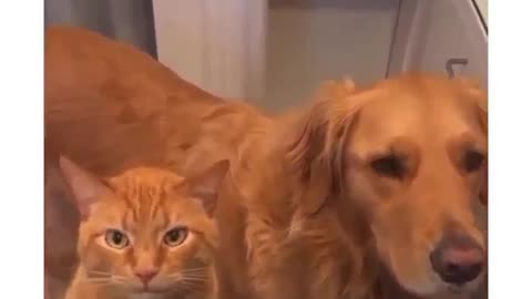 Funny Cat, Dog Lawyer