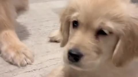 Stealing food from a puppy 🥺😂 #dogshorts #puppy #dogs #goldenretriever #puppies #puppyvideos