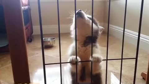 puppies learning to howl