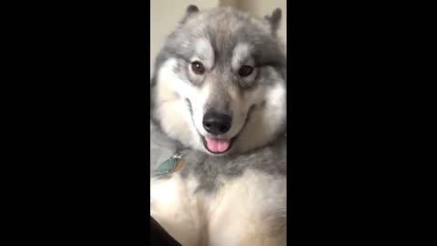 Playful dog demanding attention