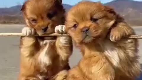 funny/cute Baby animals