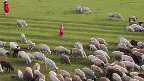 Is this the Hulun Buir Prairie in your mind?