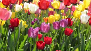 Spring Tulips With Birds Singing