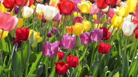 Spring Tulips With Birds Singing