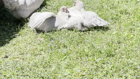 Chicken Feed Sunny Day