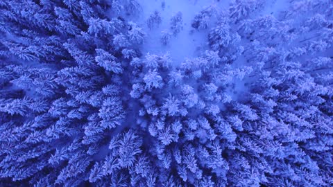 snowy trees above winter..wow!!!😮