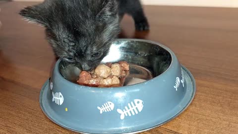 abandoned kitten follows me Home and Have First Meal
