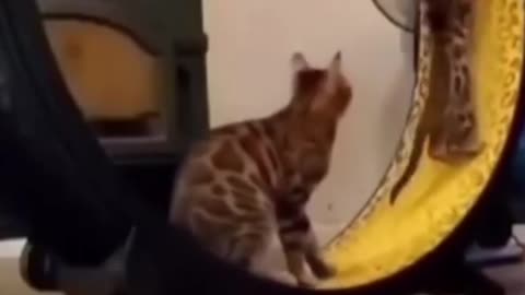 So cute cat funny video