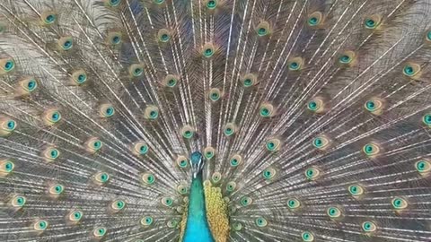 Beautiful Peafowl
