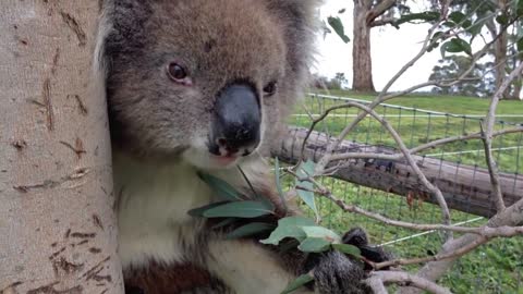 Koala Noms On Hand