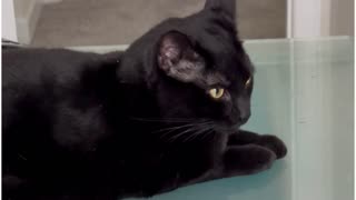 Adopting a Cat from a Shelter Vlog - Cute Precious Piper is Inspiring to All Her Co -Workers