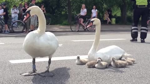 Swan family control traffic in Denmark