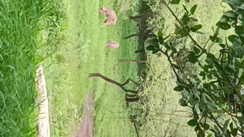 Lion gir national park