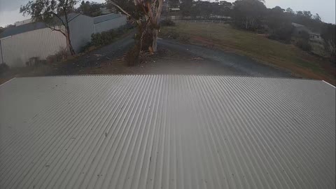 Lightning Cracks Old Gum Tree