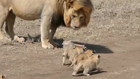 Cutes small lions viral now