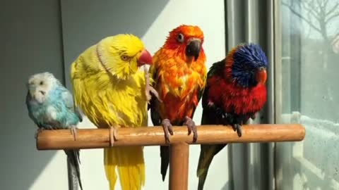cute parrots love to play water together