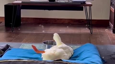 Hahahaha, the ducklings are very happy watching TV with their master