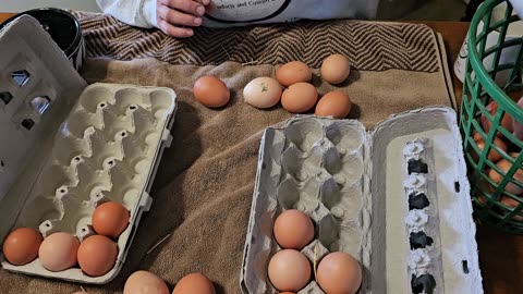 Cleaning and Crating Farm Fresh Eggs