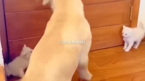 Funniest video ever very funny cute dog and cute cat playing....