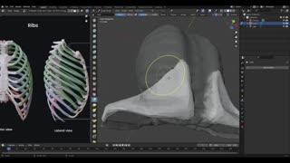 Anatomy series 1: Ribcage