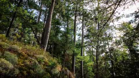 Save Wolf Lake - Ontario Canada