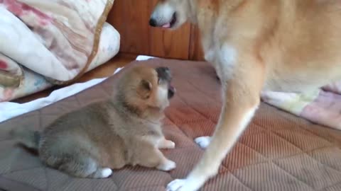 Mom Loves her Puppy