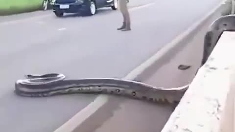 "Jaw-Dropping Moment: Massive Python Halts Traffic While Crossing the Road!"