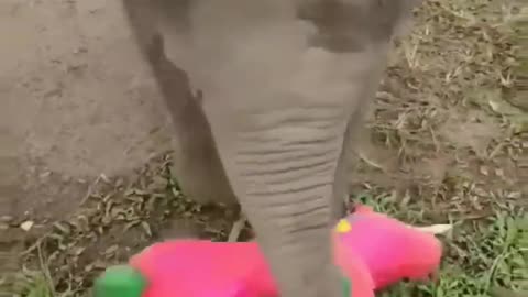 Elephant funny 🐘🤣 subscribe and like plz 🙏 #elephant #animals #shorts