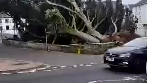 Storm eunice takes out a huge tree