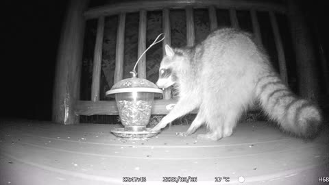 Racoon and a Bird Feeder!