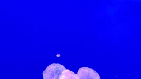 Beautiful Video of a Jellyfish Underwater