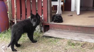 Puppy meets cat