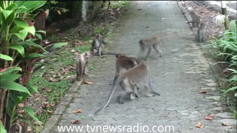 Cat vs. Monkeys in Kuala Lumpur Malaysia