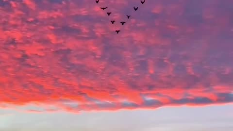Birds making heart || sky view || beautiful natural view