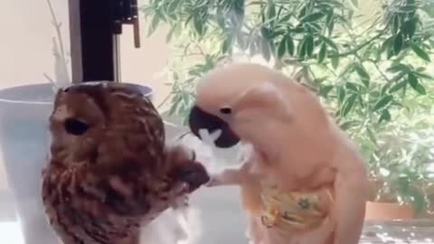 very funny parrot video