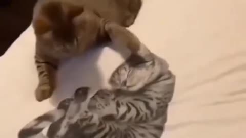 funny cat dog monkey video😂🤣😂