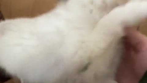 My deaf puppy doesn’t notice whenever I come home - Cute Dog