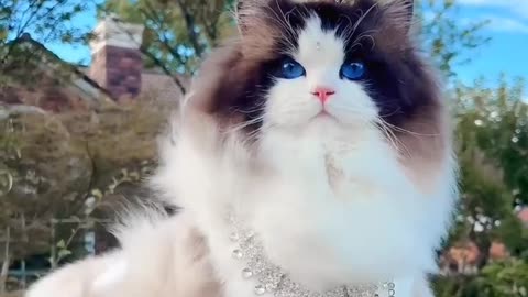 Beautiful Cat's Style 😺 #cat #cats #cute #cutecat #cutecats #pets #animals
