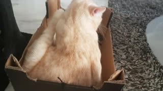 Dimitri /cat Hangaround