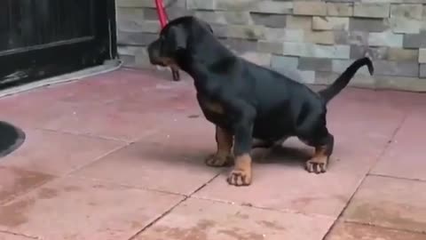 Funny animal videos|Cute animal videos |Funny dog&cat videos|Hilarious pet videos|Funny video