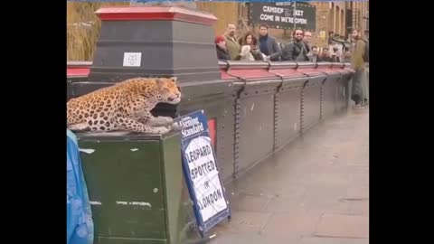 The toy leopard made fun of passers-by