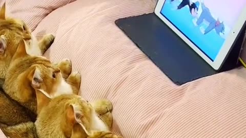 Cats watching tom and jerry