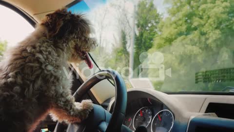 Puppy Driver Is Driving A Car Dog Driver And Funny Video With Animals