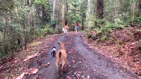 Living in Nature’s Rhythms: Off Grid in the Australian Rainforest