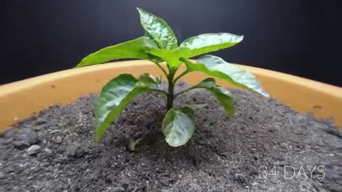 Growing ORANGE BELL PEPPER Time Lapse - 123 Days