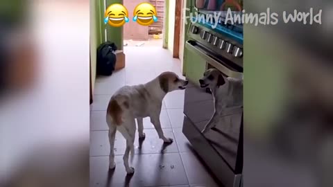 Funny dogs and cats