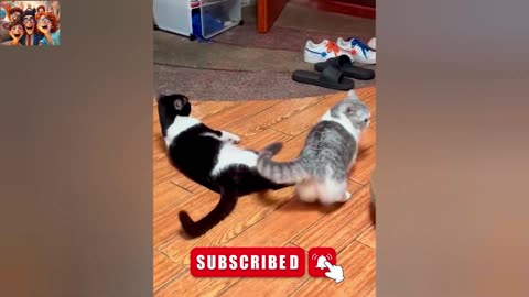 Best Funny CAT & DOG Videos 🐈😻 Cute Animal Meme Compilation🤣