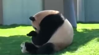 Health Benefits of Hugging - Watch Momma Panda loving and hugging her baby